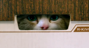 nineLives_stills (23)